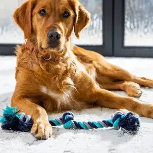 Dog on carpet | CarpetsPlus Design Showroom of Hutchinson