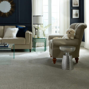 Puppy on couch | CarpetsPlus Design Showroom of Hutchinson 